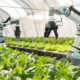 Robustness over intelligence: Making agricultural robotics reliable in the real world